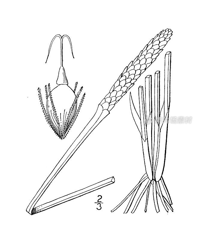 古植物学植物插图:Eleocharis mutata, Quadrangular Spike rush